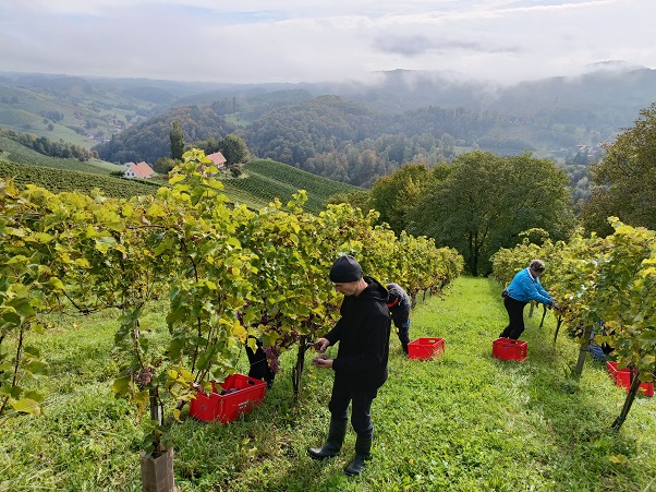 Renner - harvesting